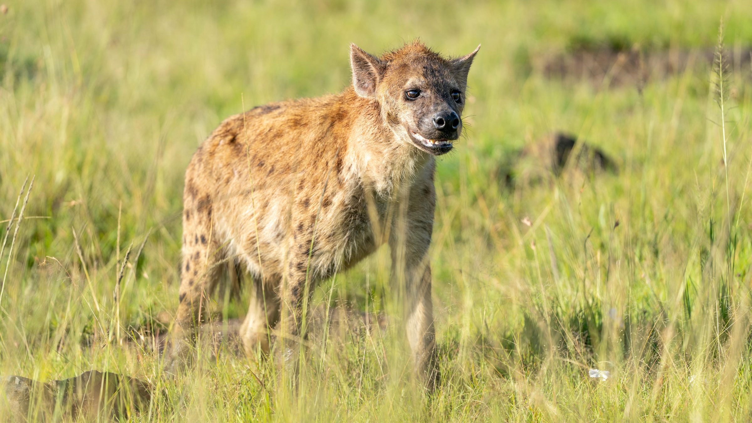 Spotted Hyena in its natural African habitat β wildlife safari photography