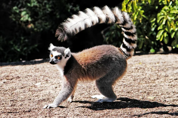 Ring-tailed Lemur