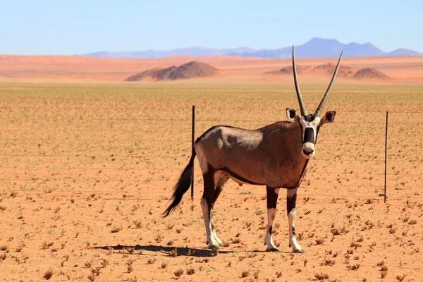 Red Lechwe