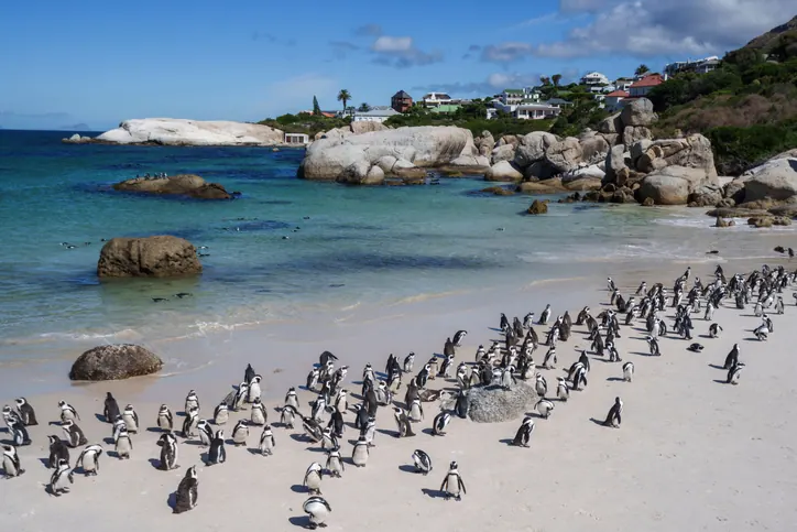 African Penguin — The Only Penguin Native to Africa