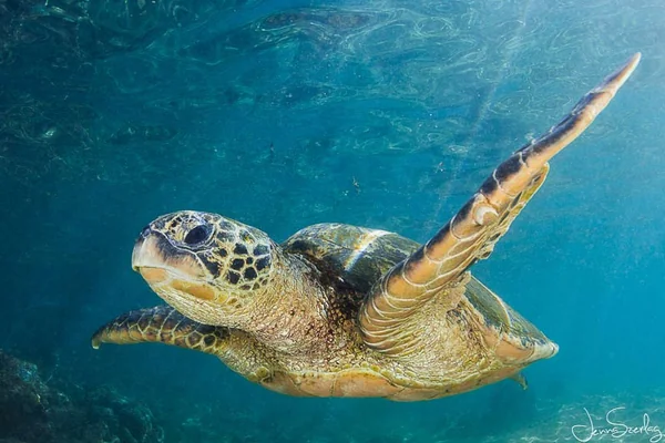 Green Sea Turtle