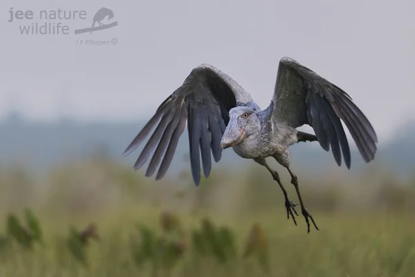 Knysna Loerie