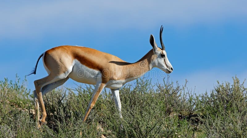 Springbok in its natural African habitat — wildlife safari photography