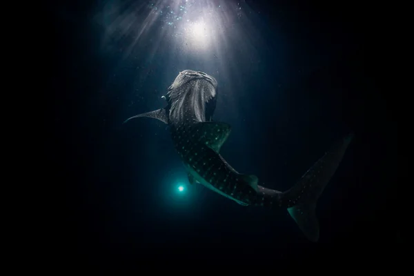 Whale Shark