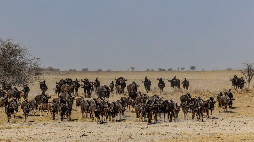 Blue Wildebeest in its natural African habitat — wildlife safari photography
